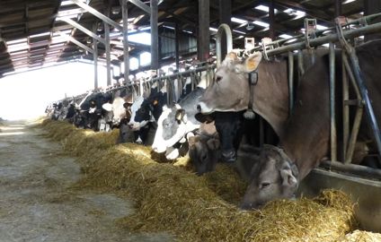 En raison de son type laitier affirmé, la brune est souvent choisie pour être conduite en troupeau mixte avec la holstein.© J.P.