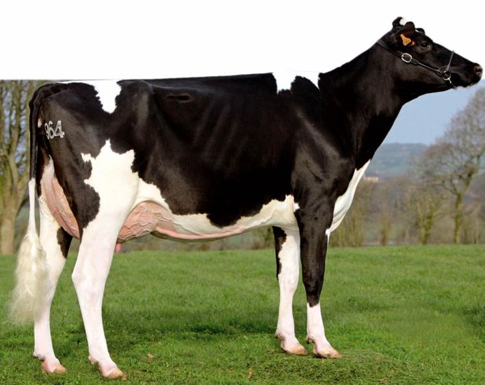 Meilleur nouveau mis en service, Gatsby Isy (sur la photo, sa mère Étoile), est un fils de Palermo à 198 points d'Isu. Outre le pedigree original, il apporte un solide potentiel au niveau de la morphologie et des index fonctionnels. Meilleur nouveau mis en service, Gatsby Isy (sur la photo, sa mère Étoile), est un fils de Palermo à 198 points d'Isu. Outre le pedigree original, il apporte un solide potentiel au niveau de la morphologie et des index fonctionnels.