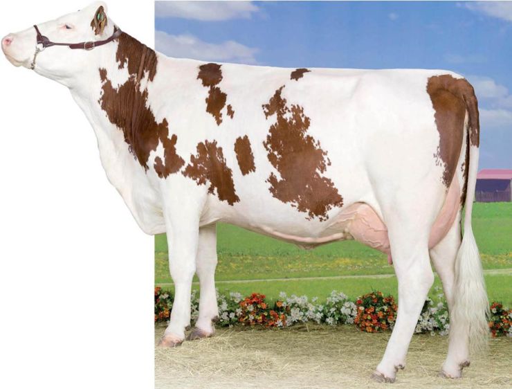 Avec son potentiel lait exceptionnel (1 555 kg) associé à de bonnes mamelles, notamment en volume (111), un très bon tempérament (127) et trois index fonctionnels très corrects, il y a toutes les raisons d'utiliser à plein la variabilité de Bigmac (Polichinel/Jorquin). Avec son potentiel lait exceptionnel (1 555 kg) associé à de bonnes mamelles, notamment en volume (111), un très bon tempérament (127) et trois index fonctionnels très corrects, il y a toutes les raisons d'utiliser à plein la variabilité de Bigmac (Polichinel/Jorquin).