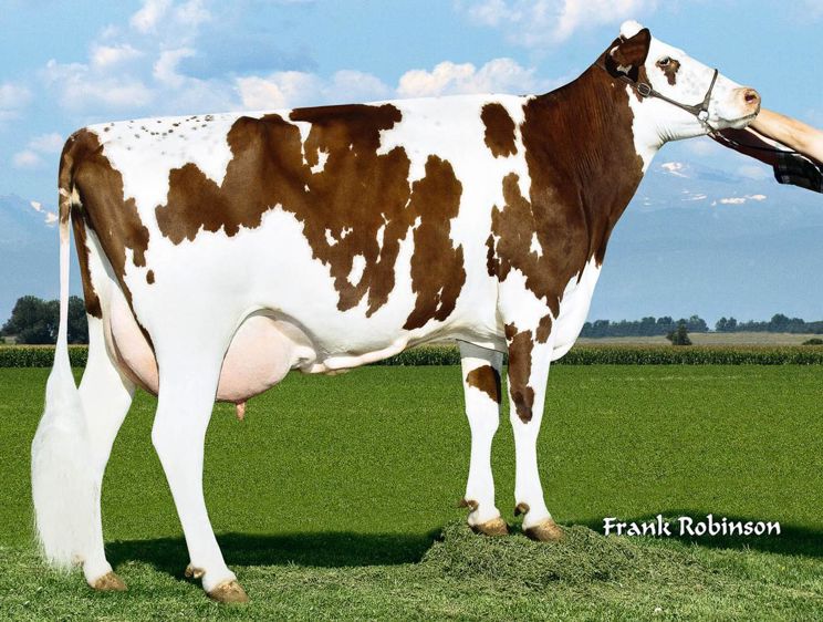 On saura à terme quoi penser globalement des secondes générations, comme cette Petersland (rouge suédois) X Micmac (montbéliard) x holstein. Issue d'un élevage de l'Idaho qui compte plus de 1 000 croisées de première, deuxième et troisième générations, elle a produit 10 828 kg de lait à 38 de TB et 34 de TA, en première lactation, en 318 jours. L'intervalle vêlage-IA fécondante est de 40 jours seulement.