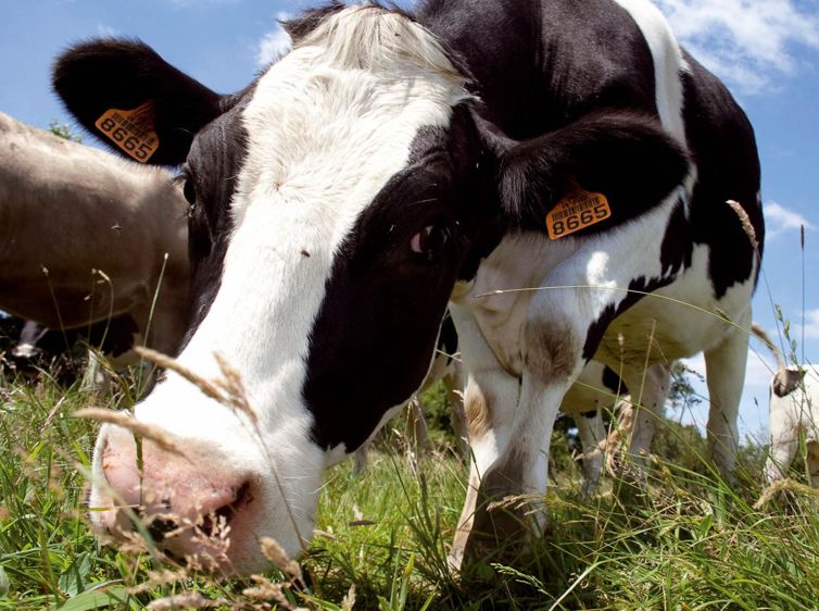 PHOTOS : © SÉBASTIEN CHAMPION (CI-DESSOUS) ET CHRISTIAN WATIER (VARIÉTÉS FOURRAGÈRES)