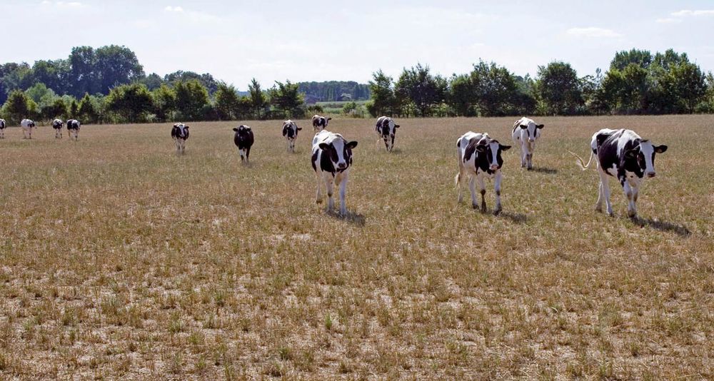Les prairies ont commencé à sécher dès le début du printemps. Les récoltes de foin ou d'ensilage d'herbe sont limitées et les éleveurs ont déjà entamé leurs stocks.©WATIER-VISUEL Les prairies ont commencé à sécher dès le début du printemps. Les récoltes de foin ou d'ensilage d'herbe sont limitées et les éleveurs ont déjà entamé leurs stocks.©WATIER-VISUEL