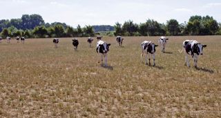 Les prairies ont commencé à sécher dès le début du printemps. Les récoltes de foin ou d'ensilage d'herbe sont limitées et les éleveurs ont déjà entamé leurs stocks.©WATIER-VISUEL Les prairies ont commencé à sécher dès le début du printemps. Les récoltes de foin ou d'ensilage d'herbe sont limitées et les éleveurs ont déjà entamé leurs stocks.©WATIER-VISUEL