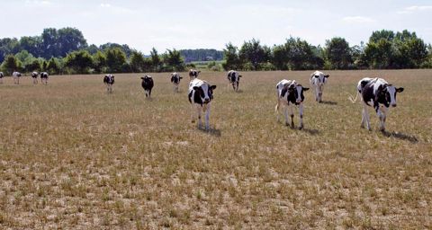 Les prairies ont commencé à sécher dès le début du printemps. Les récoltes de foin ou d'ensilage d'herbe sont limitées et les éleveurs ont déjà entamé leurs stocks.©WATIER-VISUEL