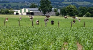 Les conditions climatiques très favorables de l'été 2014 ont amené beaucoup d'amidon mais des valeurs UFL dans la moyenne .© STÉPHANE LEITENBERGER Les conditions climatiques très favorables de l'été 2014 ont amené beaucoup d'amidon mais des valeurs UFL dans la moyenne .© STÉPHANE LEITENBERGER
