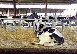 Le nombre de stalles disponibles est primordial. En effet, l'animal qui veut se coucher et ne le peut pas, va mal ruminer. De plus, il va chercher une autre place et donc consommer de l'énergie qu'il aurait pu consacrer à produire du lait.© CLAUDIUS THIRIET Le nombre de stalles disponibles est primordial. En effet, l'animal qui veut se coucher et ne le peut pas, va mal ruminer. De plus, il va chercher une autre place et donc consommer de l'énergie qu'il aurait pu consacrer à produire du lait.© CLAUDIUS THIRIET