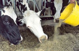 L'alimentation, les maladies mais aussi certains polluants, comme les pesticides et les insecticides, peuvent modifier l'expression des gènes d'un animal.© CLAUDIUS THIRIET ET WATIER VISUEL L'alimentation, les maladies mais aussi certains polluants, comme les pesticides et les insecticides, peuvent modifier l'expression des gènes d'un animal.© CLAUDIUS THIRIET ET WATIER VISUEL