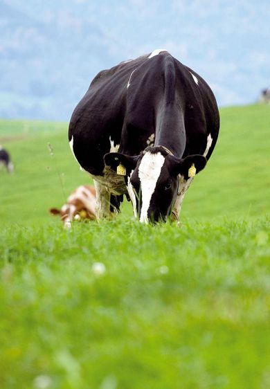A l'herbe sans concentré, la holstein néo-zélandaise produit autant de lait que la holstein nord américaine mais avec un pic moins élevé et une persistance de lactation supérieure.© JESSICA GENOUD A l'herbe sans concentré, la holstein néo-zélandaise produit autant de lait que la holstein nord américaine mais avec un pic moins élevé et une persistance de lactation supérieure.© JESSICA GENOUD