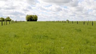 Chez Jérémy Rambaud, au Gaec de l'Herbage, les lignes d'arbres séparent des bandes de prairies temporaires de 24 m de large. Les arbres encore jeunes commencent leur croissance dans des gaines qui les protègent des prédateurs (lièvres, lapins, chevreuils...) et les amènent à pousser en hauteur.© D.G. Chez Jérémy Rambaud, au Gaec de l'Herbage, les lignes d'arbres séparent des bandes de prairies temporaires de 24 m de large. Les arbres encore jeunes commencent leur croissance dans des gaines qui les protègent des prédateurs (lièvres, lapins, chevreuils...) et les amènent à pousser en hauteur.© D.G.