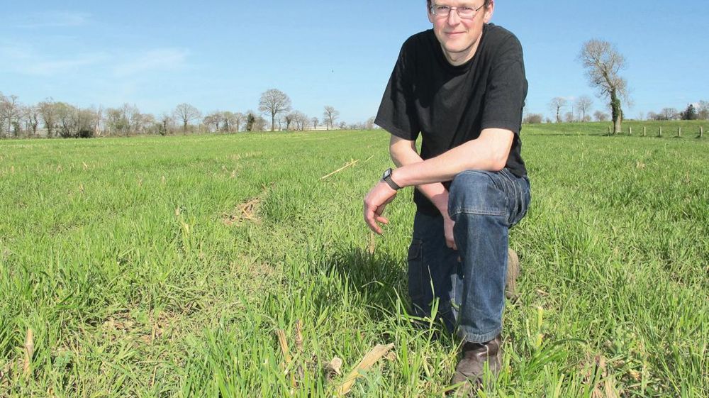 « Étouffé par le maïs, le ray-grass d'Italie était peu présent. La prairie n'était pas assez développée pour envisager un pâturage à l'automne », indique Hervé Fains. Ici, la prairie en avril, cinq jours après le premier pâturage. Le nouveau maïs a été semé le 15 mai.© C.H.