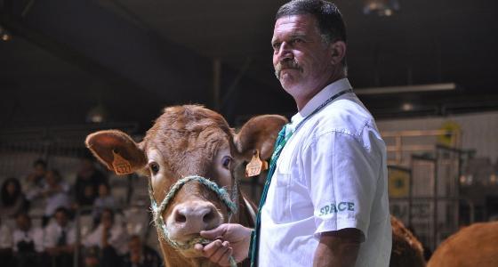 vente de génisses génotypées limousines