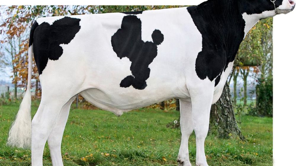 Ipnos Numéro un des jeunes taureaux mis en service avec 205 points d'Isu, Ipnos possède de sérieux atouts pour la production (2 040) et les fonctionnels (2,9 en santé de la mamelle, 1,3 en reproduction), mais la traite est lente (- 1,6). Ipnos Numéro un des jeunes taureaux mis en service avec 205 points d'Isu, Ipnos possède de sérieux atouts pour la production (2 040) et les fonctionnels (2,9 en santé de la mamelle, 1,3 en reproduction), mais la traite est lente (- 1,6).