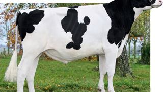 Ipnos Numéro un des jeunes taureaux mis en service avec 205 points d'Isu, Ipnos possède de sérieux atouts pour la production (2 040) et les fonctionnels (2,9 en santé de la mamelle, 1,3 en reproduction), mais la traite est lente (- 1,6). Ipnos Numéro un des jeunes taureaux mis en service avec 205 points d'Isu, Ipnos possède de sérieux atouts pour la production (2 040) et les fonctionnels (2,9 en santé de la mamelle, 1,3 en reproduction), mais la traite est lente (- 1,6).