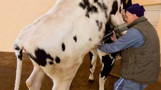 Les taureaux entrent en production dès l'âge de quinze mois, ce qui contribue à accélérer le progrès génétique© CLAUDIUS THIRIET Les taureaux entrent en production dès l'âge de quinze mois, ce qui contribue à accélérer le progrès génétique© CLAUDIUS THIRIET