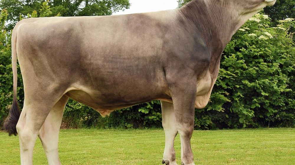 Ifeeling : ce jeune taureau du schéma de sélection français BGS Création fait une entrée remarquée au nouveau catalogue. Il présente le double intérêt d'être très améliorateur en lait et en taux. Cerise sur le gâteau, il est au top sur le critère de santé de la mamelle. Ifeeling : ce jeune taureau du schéma de sélection français BGS Création fait une entrée remarquée au nouveau catalogue. Il présente le double intérêt d'être très améliorateur en lait et en taux. Cerise sur le gâteau, il est au top sur le critère de santé de la mamelle.