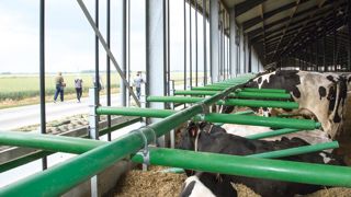 Dans la Somme à Drucat, bâtiment ouvert sur deux façades équipées de rideaux. La ventilation permise par ce dispositif participe à la prévention des maladies du pied infectieuses, en évacuant l'humidité et en asséchant les sols.PHOTO © JÉRÔME PEZON Dans la Somme à Drucat, bâtiment ouvert sur deux façades équipées de rideaux. La ventilation permise par ce dispositif participe à la prévention des maladies du pied infectieuses, en évacuant l'humidité et en asséchant les sols.PHOTO © JÉRÔME PEZON