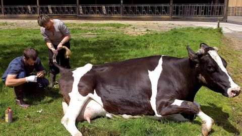 Au cours du cycle de reproduction, à chaque stade physiologique correspond une pathologie qu'il faut traiter en temps réel pour assurer l'efficacité des traitements.© STÉPHANE LEITENBERGER