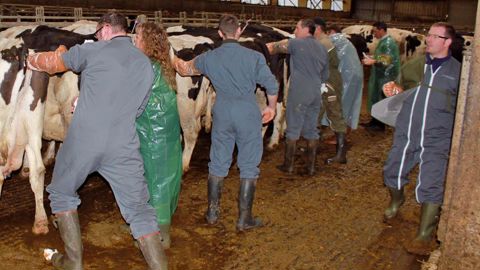 La formation pratique à l'IPE se fait sur des vaches de réforme.