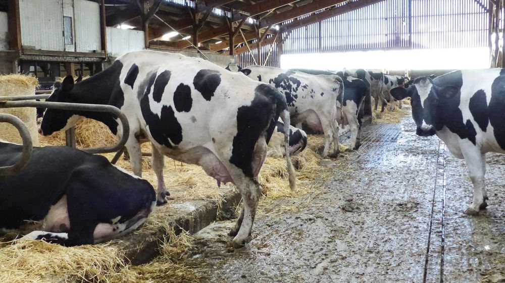 L'observation de plus de 20 % de vaches perchées ou debout « inutile » deux heures après la traite est un indicateur comportemental caractéristique d'un problème de conception de la zone de couchage.© JÉRÔME PEZON