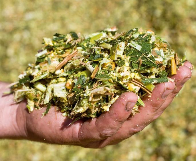 Techna a analysé 880 échantillons de maïs ensilage. Elle a constaté d'importants écarts de valeurs sur les macro et oligo-éléments.© CLAUDIUS THIRIET
