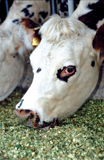 MaGéOl3 contient des huiles végétales de lin, de colza et d'olive.© CHRISTIAN WATIER