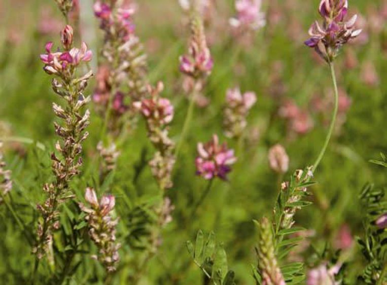 Le sainfoin se révèle riche en tanins condensés© SÉBASTIEN CHAMPION