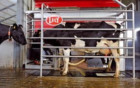Le I-Flow permet une entrée et une sortie plus rapides, donc une augmentation de la capacité du robot. Lely estime le bénéfice à 5 s par vache traite, soit un gain quotidien de 15 min. Autrement dit, une vache traite en plus par jour. Le I-Flow permet une entrée et une sortie plus rapides, donc une augmentation de la capacité du robot. Lely estime le bénéfice à 5 s par vache traite, soit un gain quotidien de 15 min. Autrement dit, une vache traite en plus par jour.