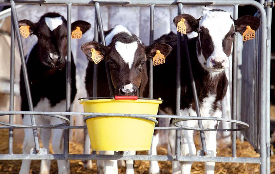 Midalor contient seulement 18 % de poudre de lait mais garde toute son appétence et sa digestibilité.© SÉBASTIEN CHAMPION