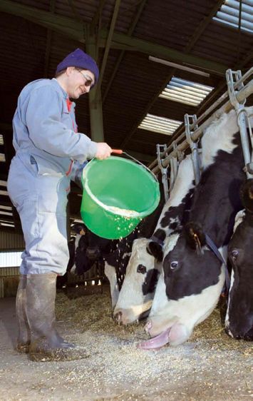 Une diminution de 47 % des pathologies sanitaires consécutives au vêlage a été constatée.© CLAUDIUS THIRIET