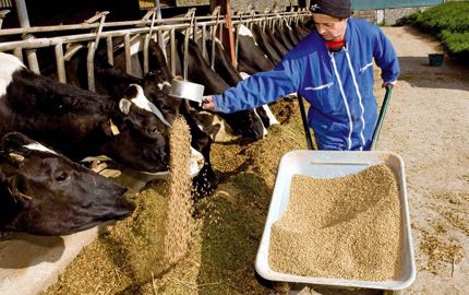 Après deux essais, une augmentation de la productivité laitière de 3 à 4 kg par vache et par jour a été observée.© JEAN-MICHEL NOSSANT