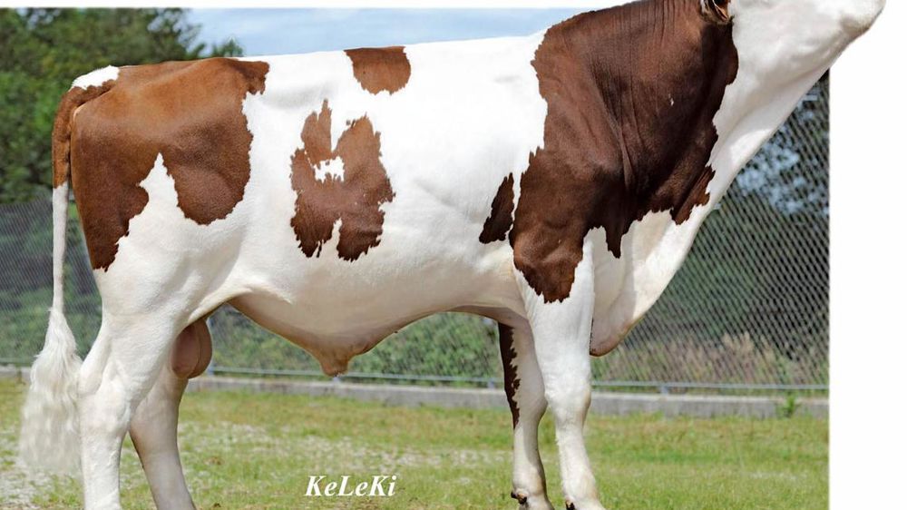 Gédéon JB un Vigor JB/Nikos à 151 d'Isu - D'après son évaluation 100 % génomique (CD de 64), Gédéon, le meilleur des petits-fils de Micmac disponibles avec index, devrait imprimer une très bonne morphologie. Ses futures filles devraient combiner de la taille (125), de bonnes profondeurs (115/113) et une largeur de poitrine normale (98), mais un léger manque d'aptitude viande (94). Les bassins sont évalués à 110, les aplombs à 113, les mamelles-trayons à 117/110.