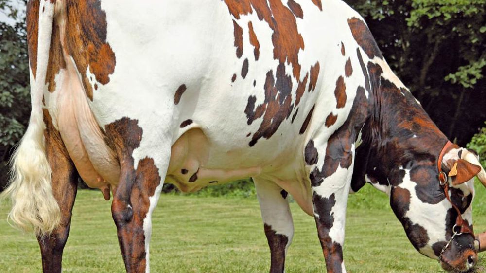 Belfort, le plus laitier - Avec 20 points de moins que les top Isu, les fils de Redondo figurent parmi les reproducteurs un cran en dessous. Belfort, le numéro un des taureaux avec descendance, reflète cette tendance (145 points). Belfort, le plus laitier - Avec 20 points de moins que les top Isu, les fils de Redondo figurent parmi les reproducteurs un cran en dessous. Belfort, le numéro un des taureaux avec descendance, reflète cette tendance (145 points).