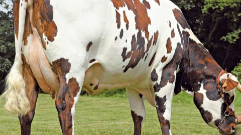 Belfort, le plus laitier - Avec 20 points de moins que les top Isu, les fils de Redondo figurent parmi les reproducteurs un cran en dessous. Belfort, le numéro un des taureaux avec descendance, reflète cette tendance (145 points).