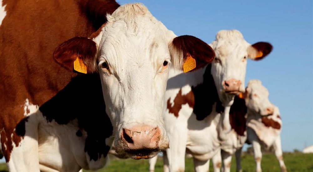 Ce bolus couvre les besoins en iode, cobalt et sélénium durant le tarissement et le premier mois de lactation.© SÉBASTIEN CHAMPION