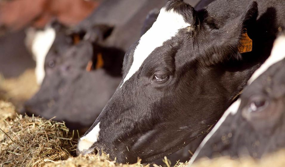 Une moindre digestibilité du NDF signifie une ingestion plus faible et une baisse de la production de lait.© SÉBASTIEN CHAMPION