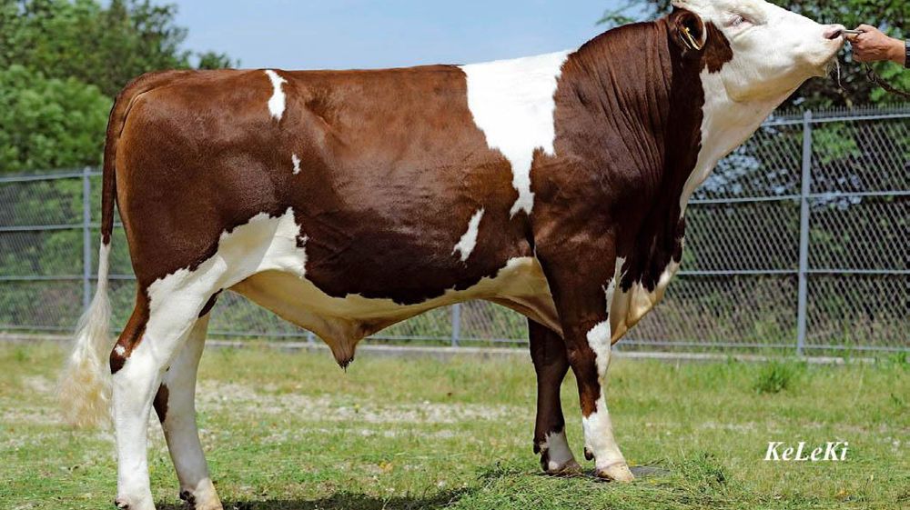 À 156 d'Isu, Fiori se démarque par la morphologie la plus complète (120).