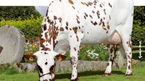 Le très complet Banania Il a hérité d'Orphelin son potentiel laitier. Avec 1 158 kg de lait, il appartient au top 15 en lait des taureaux normands diffusés. Il contribue également à maintenir l'aptitude bouchère de la race normande sur des squelettes développés. Le très complet Banania Il a hérité d'Orphelin son potentiel laitier. Avec 1 158 kg de lait, il appartient au top 15 en lait des taureaux normands diffusés. Il contribue également à maintenir l'aptitude bouchère de la race normande sur des squelettes développés.