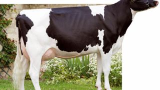Étui - Comme l'illustre cette pleine soeur d'Étui, le potentiel de la famille est exceptionnel en morphologie. Ce taureau laitier est également positif en TP et l'on appréciera ses index fonctionnels de haut niveau. Le tempérament à - 1 sera à surveiller dans les accouplements, tout comme la vitesse de traite (- 0,7).© GIORGIO SOLDI Étui - Comme l'illustre cette pleine soeur d'Étui, le potentiel de la famille est exceptionnel en morphologie. Ce taureau laitier est également positif en TP et l'on appréciera ses index fonctionnels de haut niveau. Le tempérament à - 1 sera à surveiller dans les accouplements, tout comme la vitesse de traite (- 0,7).© GIORGIO SOLDI