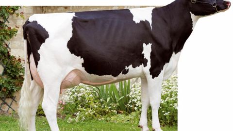 Étui - Comme l'illustre cette pleine soeur d'Étui, le potentiel de la famille est exceptionnel en morphologie. Ce taureau laitier est également positif en TP et l'on appréciera ses index fonctionnels de haut niveau. Le tempérament à - 1 sera à surveiller dans les accouplements, tout comme la vitesse de traite (- 0,7).© GIORGIO SOLDI