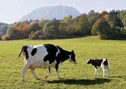Délibol s'emploi en cas de rétention placentaire chez la vache.© CLAUDIUS THIRIET Délibol s'emploi en cas de rétention placentaire chez la vache.© CLAUDIUS THIRIET