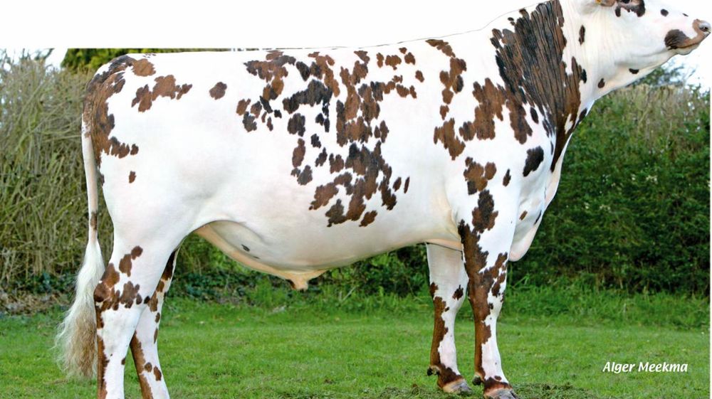 Faltazi pour le lait et la viande - À l'image de son père Ucany mais un degré au-dessus, Faltazi augmente le potentiel laitier grâce au lait (968 kg) et au TP (1,2 g/kg). Les éleveurs normands verront aussi d'un bon oeil son index musculature à 0,9.