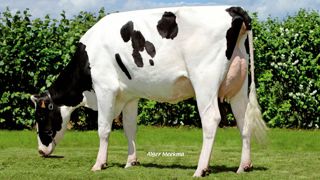 Massey - 1,6 en santé de la mamelle et 1,3 en reproduction, le tout avec une vitesse légèrement positive (0,2). Il faut descendre bas dans le classement Isu pour trouver un autre taureau présentant une telle combinaison en index fonctionnels. Massey est d'autant plus intéressant que le reste de ses index est à la hauteur. Il ne souffre que d'un défaut imposant des précautions dans les accouplements : le bassin renversé (- 1,7). Et il offre de surcroît un pedigree original. Reste à espérer que se Massey - 1,6 en santé de la mamelle et 1,3 en reproduction, le tout avec une vitesse légèrement positive (0,2). Il faut descendre bas dans le classement Isu pour trouver un autre taureau présentant une telle combinaison en index fonctionnels. Massey est d'autant plus intéressant que le reste de ses index est à la hauteur. Il ne souffre que d'un défaut imposant des précautions dans les accouplements : le bassin renversé (- 1,7). Et il offre de surcroît un pedigree original. Reste à espérer que se