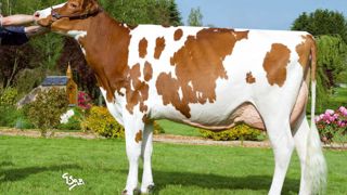 Brocky - A 144 points d'Isu, il est le meilleur des taureaux confirmés indexés pour la première fois en juin. Son profil est complet, sans défaut. Brocky - A 144 points d'Isu, il est le meilleur des taureaux confirmés indexés pour la première fois en juin. Son profil est complet, sans défaut.
