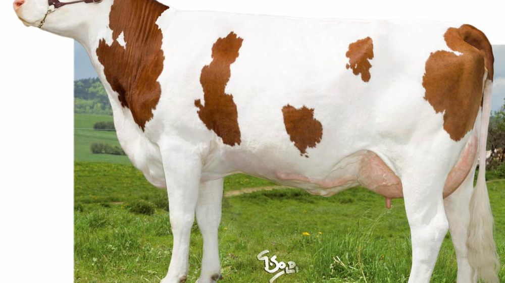 Brink très complet en morphologie - Les filles de Brink offrent un style très équilibré comme la montbéliarde le recherche encore plus aujourd'hui. Elles sont plutôt grandes (107), larges de poitrine (108), profondes (104/105), et ne manquent pas de valeur bouchère (105). Leurs bassins (107) sont dans la norme, leurs membres très solides (115). Leurs mamelles (117) se démarquent enfin par l'absence de volume (116) et un bon équilibre (118). On aurait juste pu leur souhaiter, vu le potentiel lait