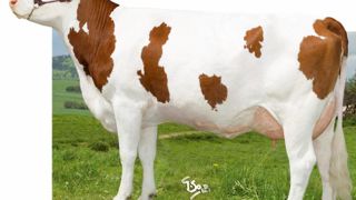 Brink très complet en morphologie - Les filles de Brink offrent un style très équilibré comme la montbéliarde le recherche encore plus aujourd'hui. Elles sont plutôt grandes (107), larges de poitrine (108), profondes (104/105), et ne manquent pas de valeur bouchère (105). Leurs bassins (107) sont dans la norme, leurs membres très solides (115). Leurs mamelles (117) se démarquent enfin par l'absence de volume (116) et un bon équilibre (118). On aurait juste pu leur souhaiter, vu le potentiel lait Brink très complet en morphologie - Les filles de Brink offrent un style très équilibré comme la montbéliarde le recherche encore plus aujourd'hui. Elles sont plutôt grandes (107), larges de poitrine (108), profondes (104/105), et ne manquent pas de valeur bouchère (105). Leurs bassins (107) sont dans la norme, leurs membres très solides (115). Leurs mamelles (117) se démarquent enfin par l'absence de volume (116) et un bon équilibre (118). On aurait juste pu leur souhaiter, vu le potentiel lait
