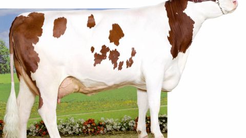 Canavero, original par sa mère, une Limonier/ Electro - Si l'on peut regretter que l'origine maternelle Limonier n'ait pas plus imprimé de potentiel lait à Canavero (218 kg), on se réjouit qu'il n'en ait pas hérité la morphologie. Redon est passé par là, les Canavero s'en sortent avec de la taille (111) et de bonnes profondeurs (114/111). Juste un léger manque de largeur de poitrine (90). L'aptitude viande, elle aussi rehaussée, n'est pas encore là (87). Les bassins (106) pèchent seulement en la