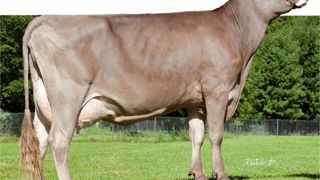 Balou idéal pour la morphologie - Les Balou sont normales dans leurs mensurations de corps. En revanche, les bassins sont remarquables (1,2), tant dans leurs dimensions (1,1 en longueur, 0,9/0,8 en largeur) qu'en inclinaison proche de l'optimum. Elles excellent aussi dans les membres (1,5) et les mamelles (2,1). Balou idéal pour la morphologie - Les Balou sont normales dans leurs mensurations de corps. En revanche, les bassins sont remarquables (1,2), tant dans leurs dimensions (1,1 en longueur, 0,9/0,8 en largeur) qu'en inclinaison proche de l'optimum. Elles excellent aussi dans les membres (1,5) et les mamelles (2,1).