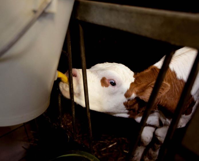 Ce produit permet de soutenir la croissance des veaux en conditions d'élevage difficiles.© CLAUDIUS THIRIET