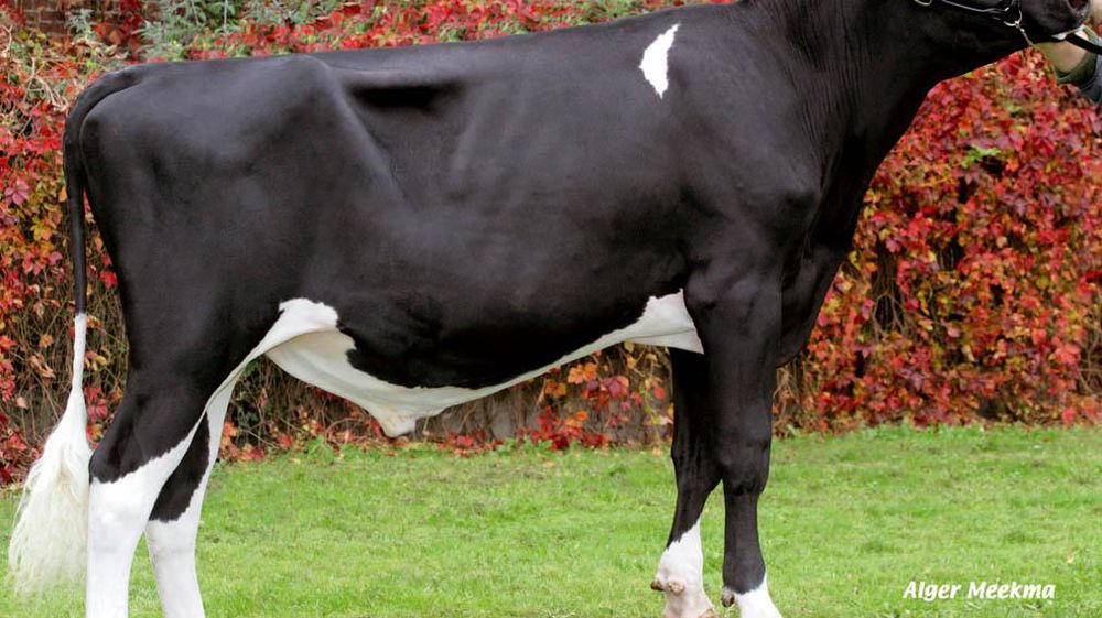 Cabaret - Le meilleur fils de Roumare sort chez Gènes Diffusion. À 173 points d'Isu, il n'égale pas son père qui en compte 175 avec plus de 12 000 filles. L'un comme l'autre se distinguent par leur capacité à améliorer le TP, la morphologie et la santé de la mamelle.