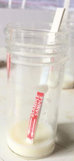 La lecture du résultat est possible 5 min après avoir plongé le test P4-R dans l'échantillon de lait prélevé 19 jours après insémination.